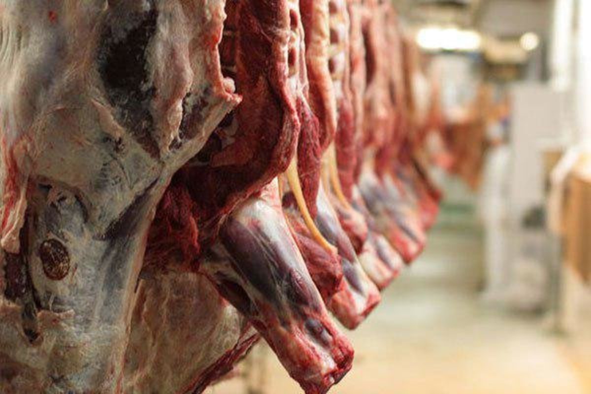 عرضه گوشت گرم تنظیم بازاری از شنبه