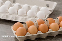 صادرات تخم مرغ متوقف است