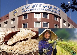 چگونه از بورس کالا برنج بخریم؟ + جزئیات و قیمت