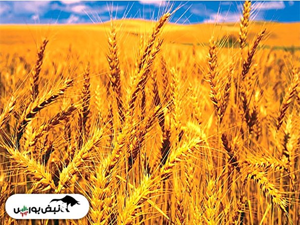 هند چرا صادرات گندم را ممنوع کرد؟