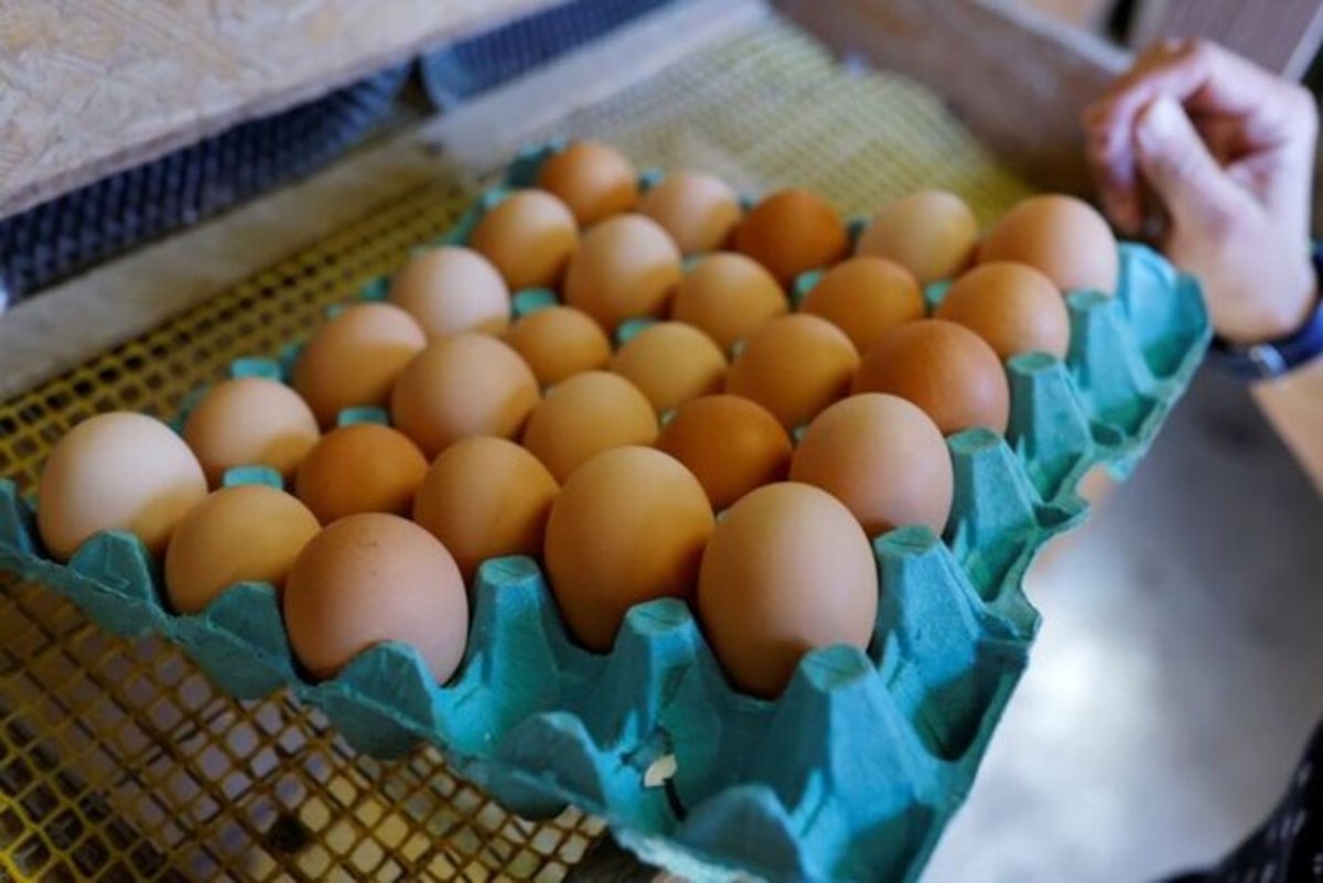 راهکار فرانسه برای مقابله با گرانی تخم‌مرغ