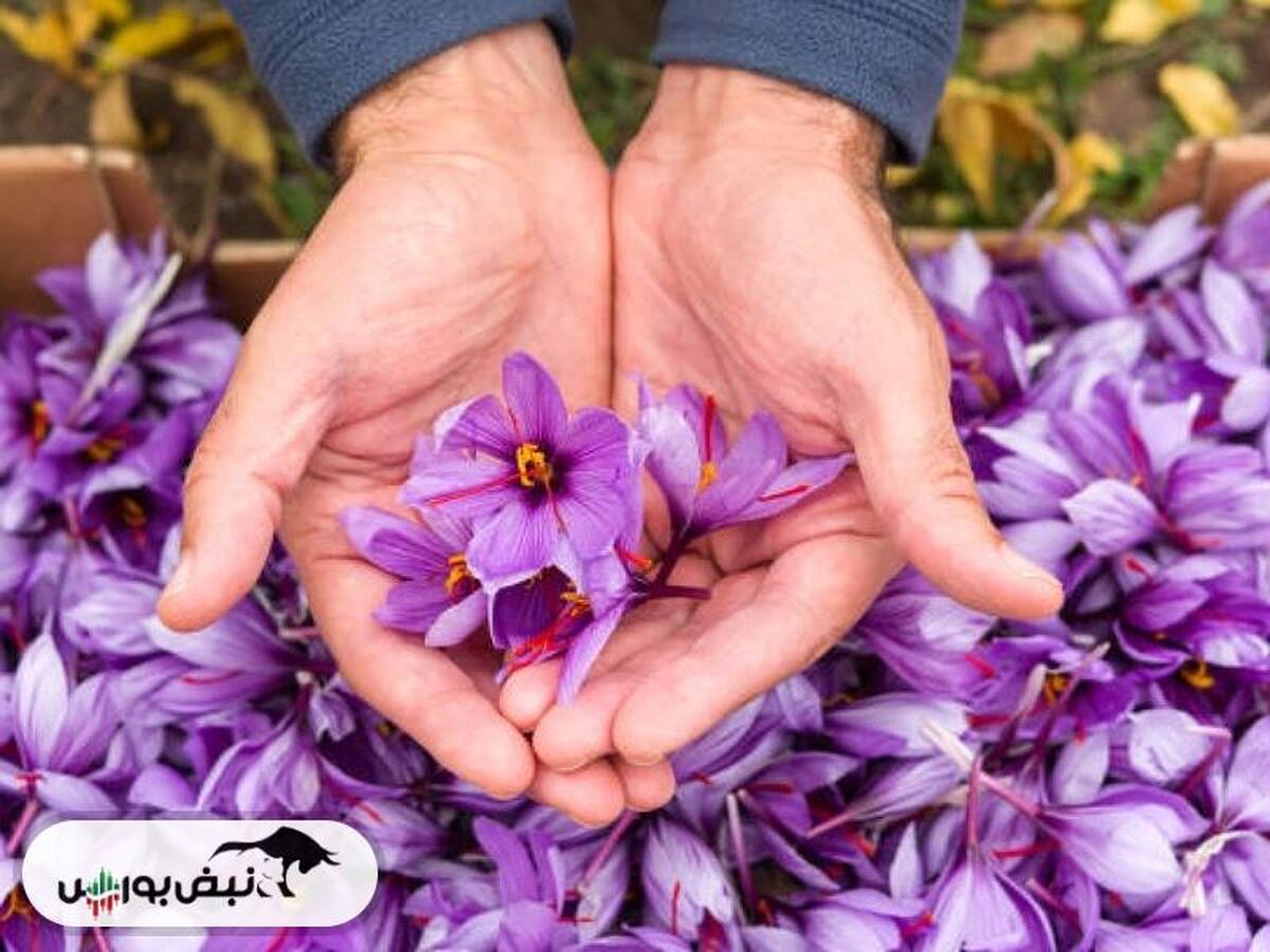 ماهانه ۱۰ تن زعفران به صورت قاچاق از کشور خارج می‌شود 