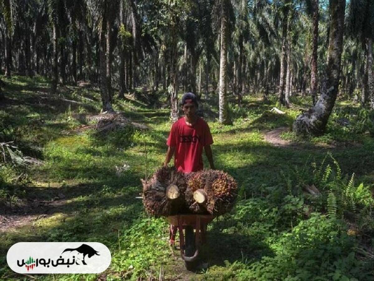 افزایش نوسانات در بازار مواد غذایی جهانی