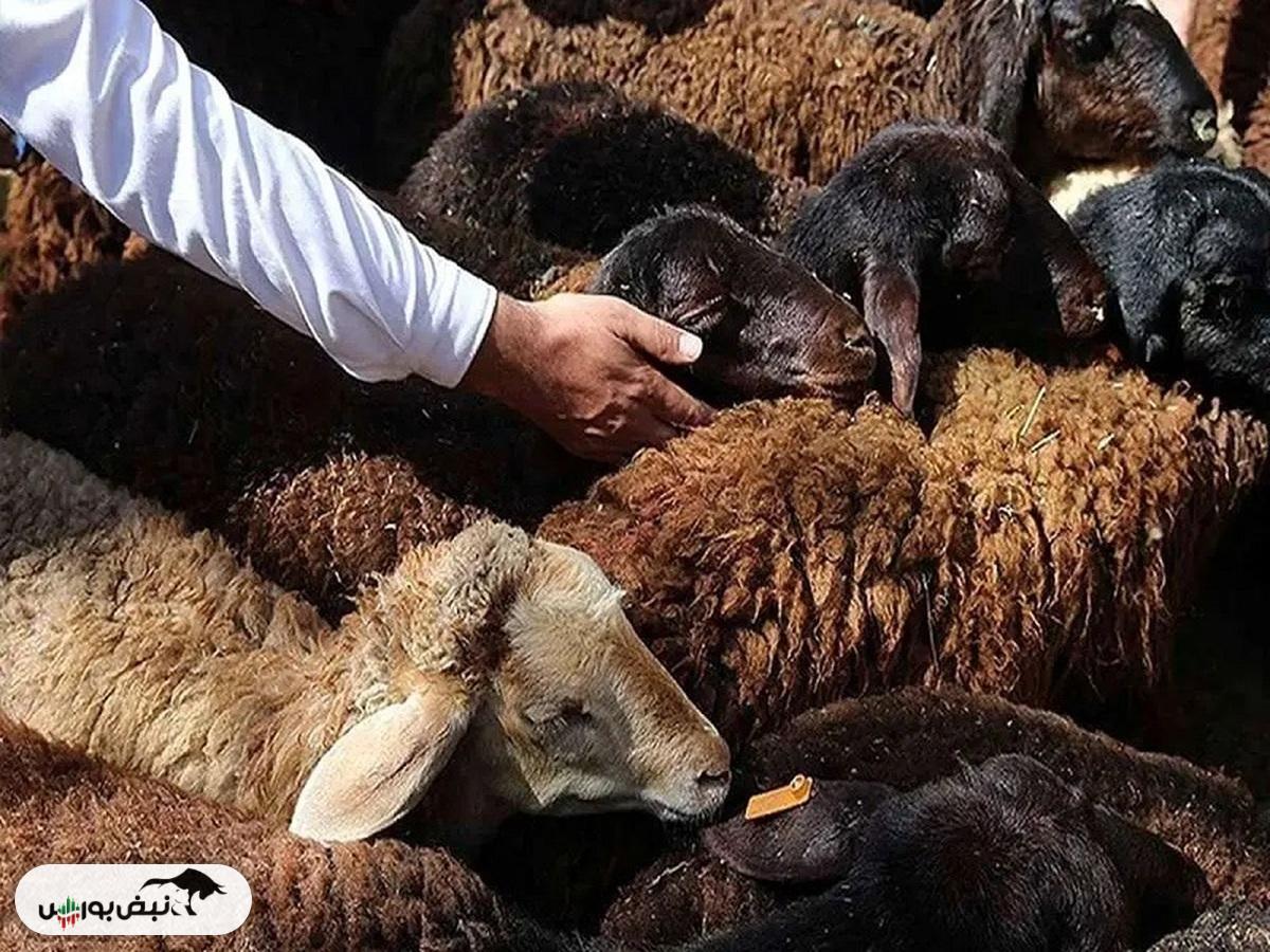 قیمت دام زنده امروز ۲۷ فروردین ۱۴۰۴