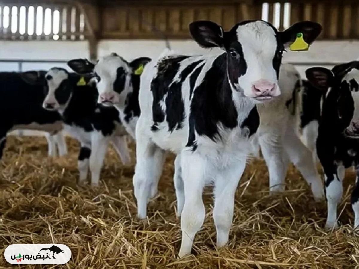 قیمت دام زنده امروز ۱۰ دی ۱۴۰۴