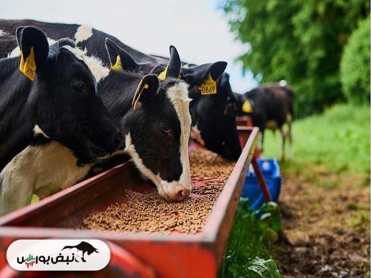 تولید دام سنگین رونق گرفت