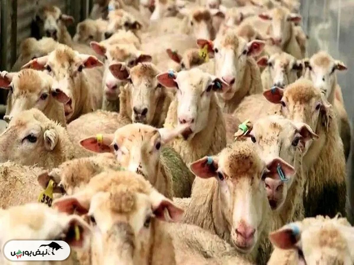 قیمت دام زنده امروز ۱۳ اردیبهشت ۱۴۰۴
