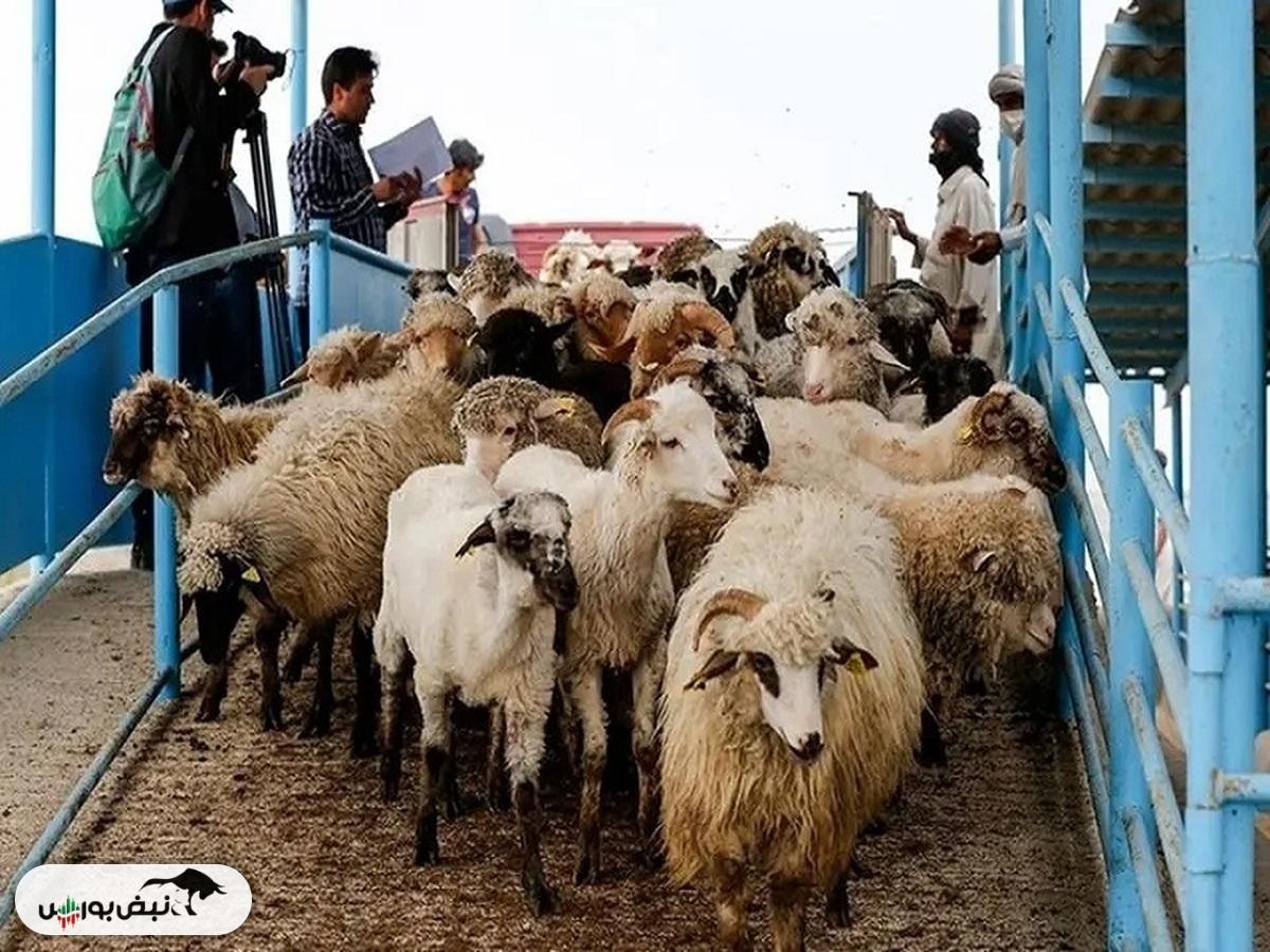 قیمت دام زنده؛ دوشنبه ۱۵ اردیبهشت