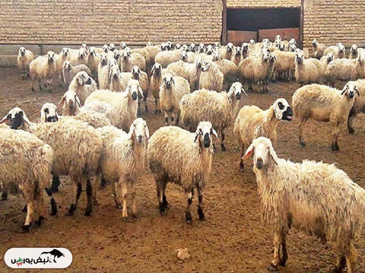 قیمت دام زنده امروز ۱۶ اردیبهشت ۱۴۰۴