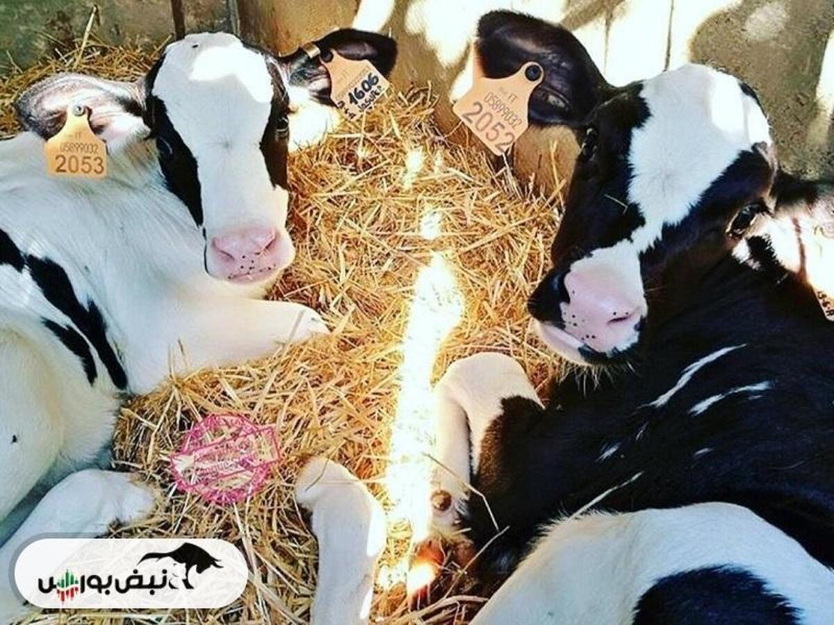 زفکا به ازای هر سهم چقدر سود داد؟