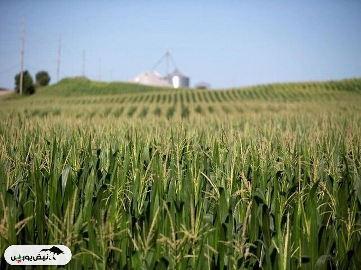 قیمت جهانی مواد غذایی کاهش یافت