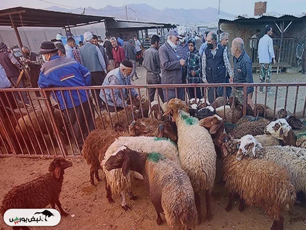 قیمت دام زنده امروز ۲۱ خرداد ۱۴۰۴