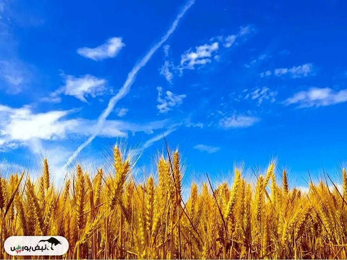 قیمت خرید تضمینی گندم کی اعلام می شود؟