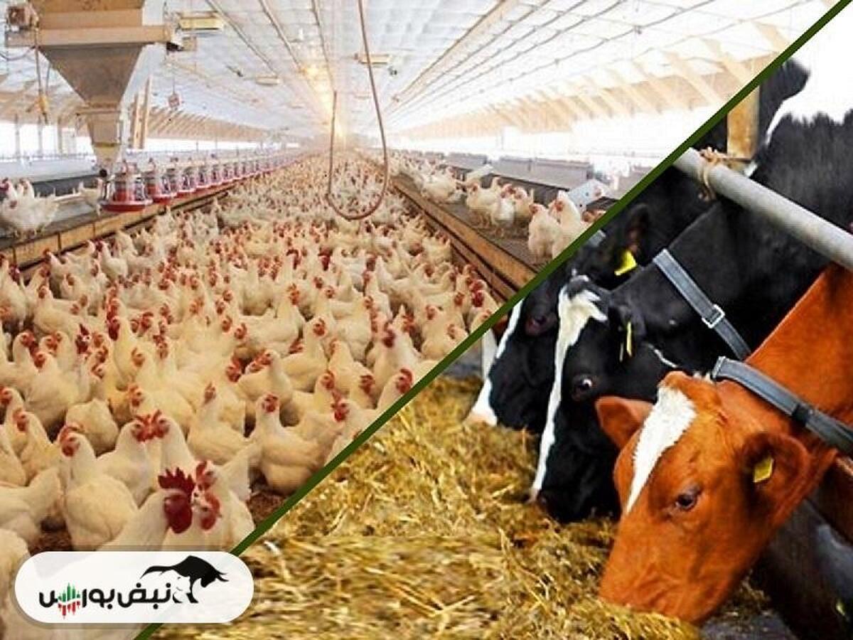 عملکرد ۶ ماهه غدام چگونه بود؟