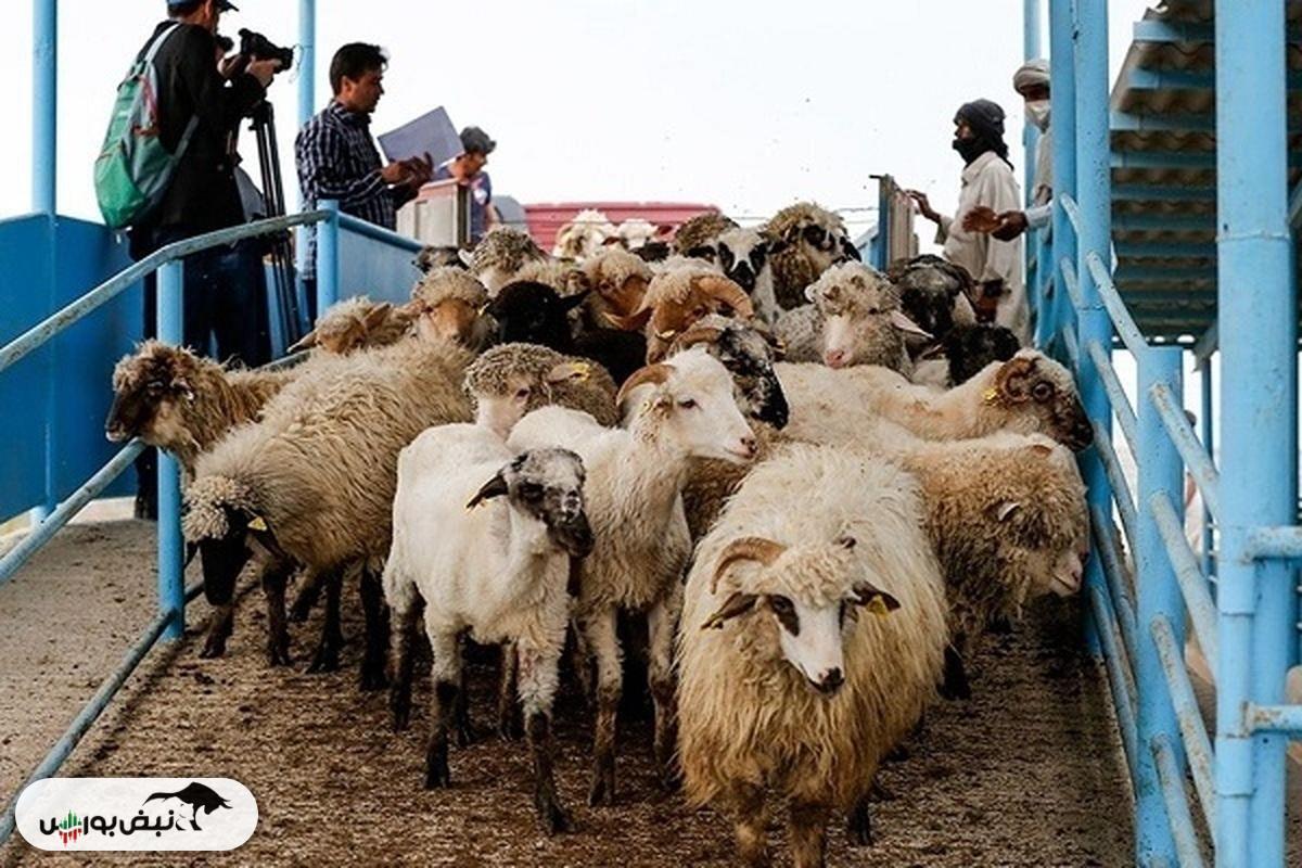 قیمت دام زنده امروز سه شنبه ۱۴ مرداد ۱۴۰۴