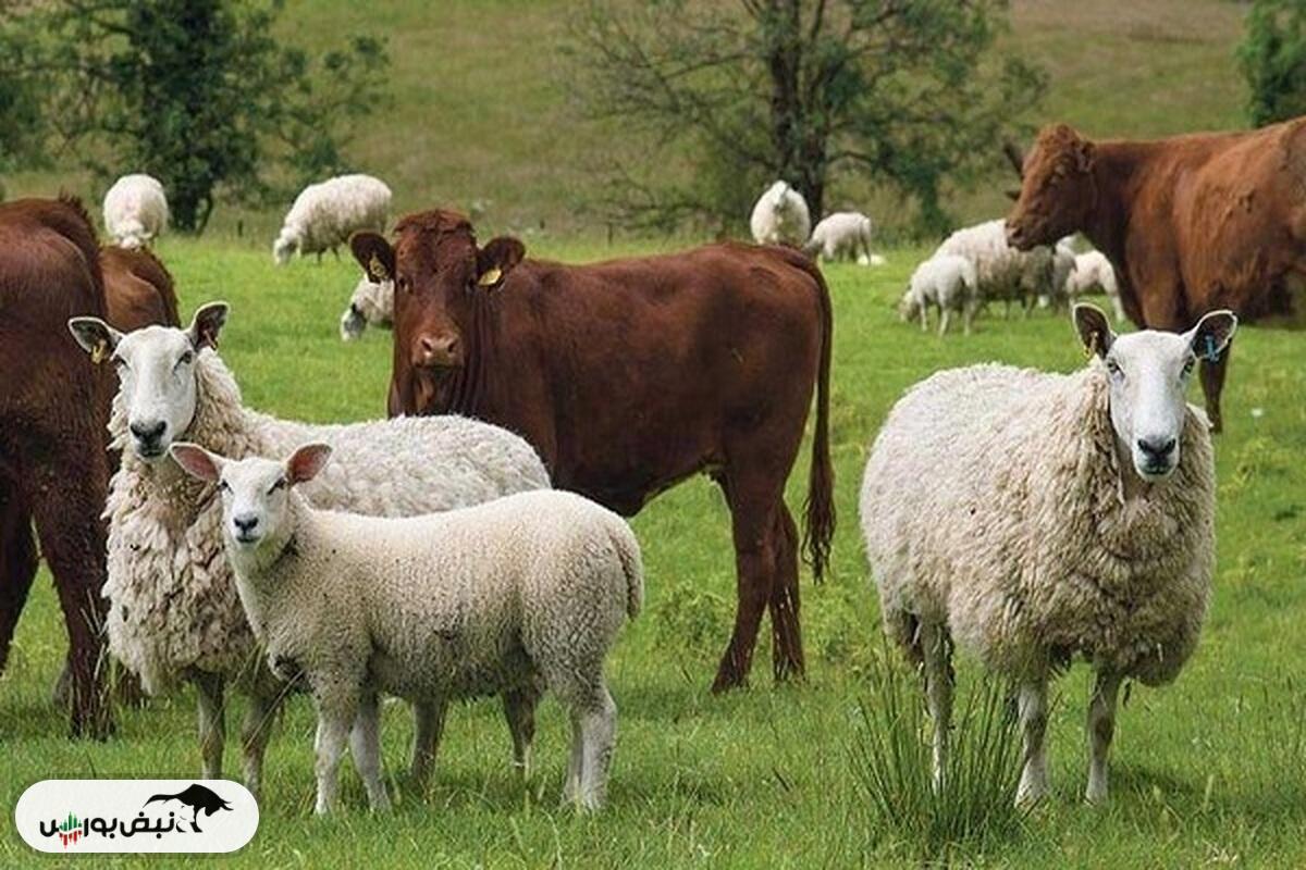 قیمت دام زنده امروز پنجشنبه ۱۶ مرداد ۱۴۰۴