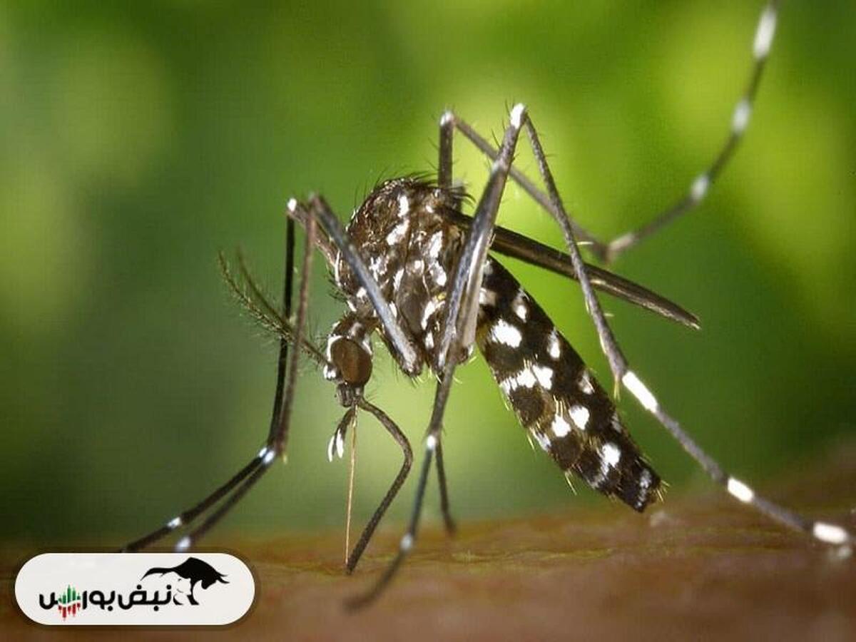 ویروس چیکونگونیا چیست؟ | خطرات و علائم ویروس چیکونگونیا