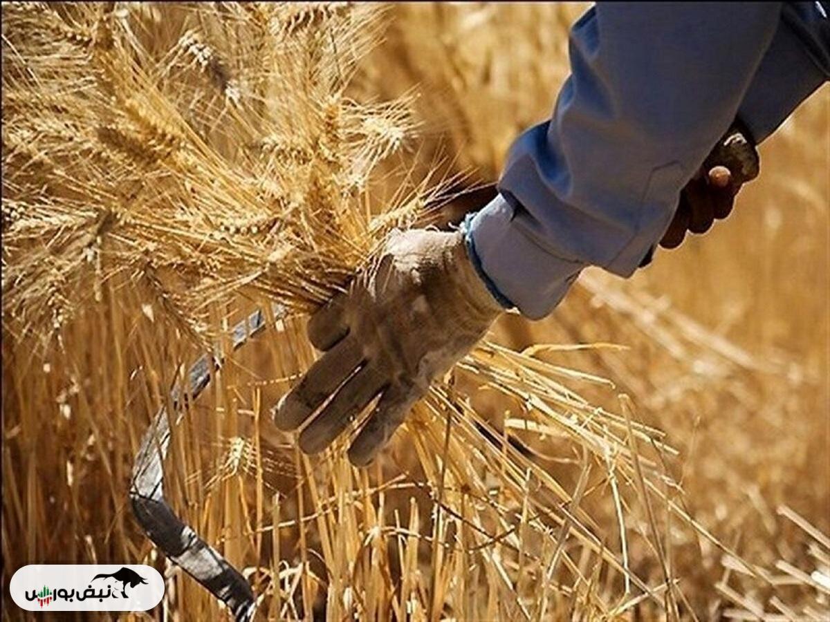 خبر جدید درباره قیمت گندم و پرداخت مطالبات گندمکاران