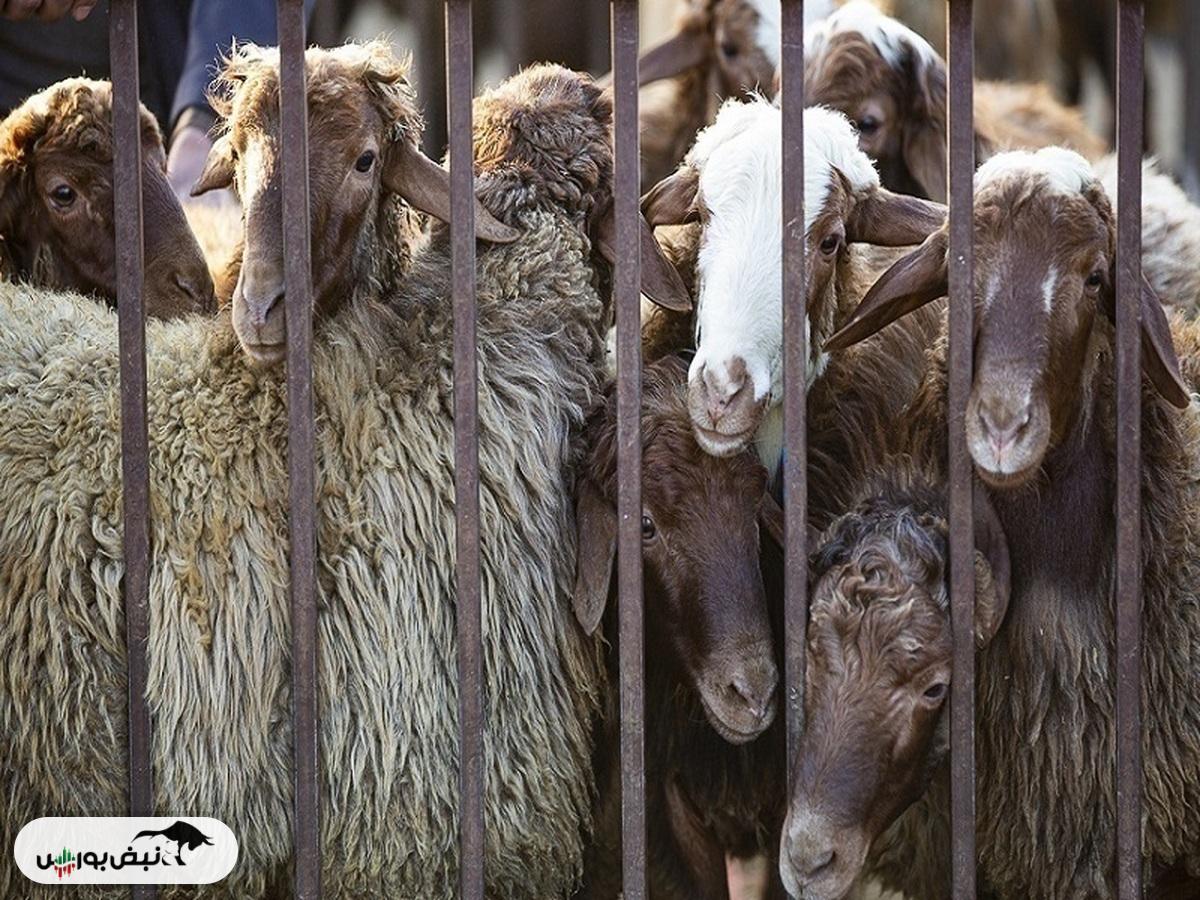 قیمت هرکیلو دام سبک ۳۰۰ هزارتومان