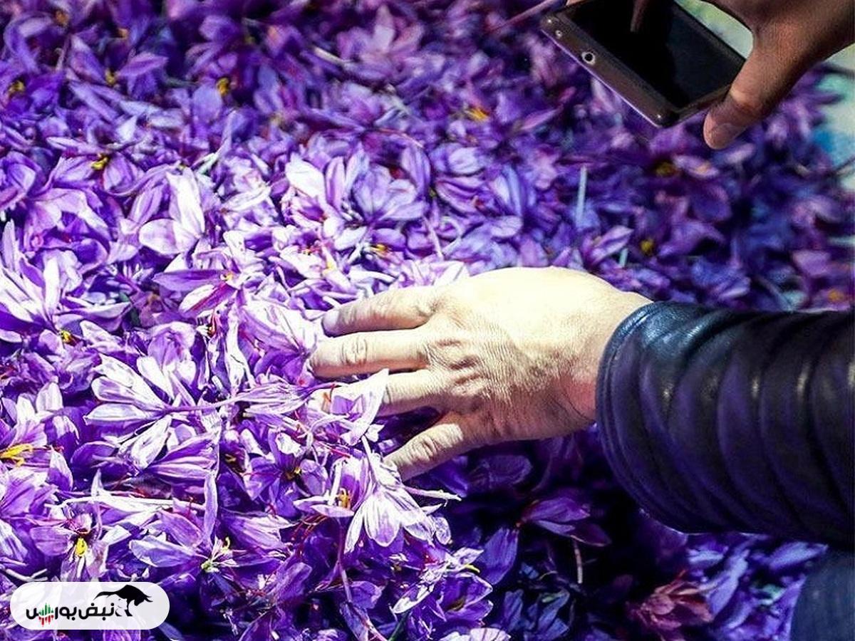 زعفران خراسان رضوی کیلویی ۲۰۰ هزار تومان ارزانتر شد