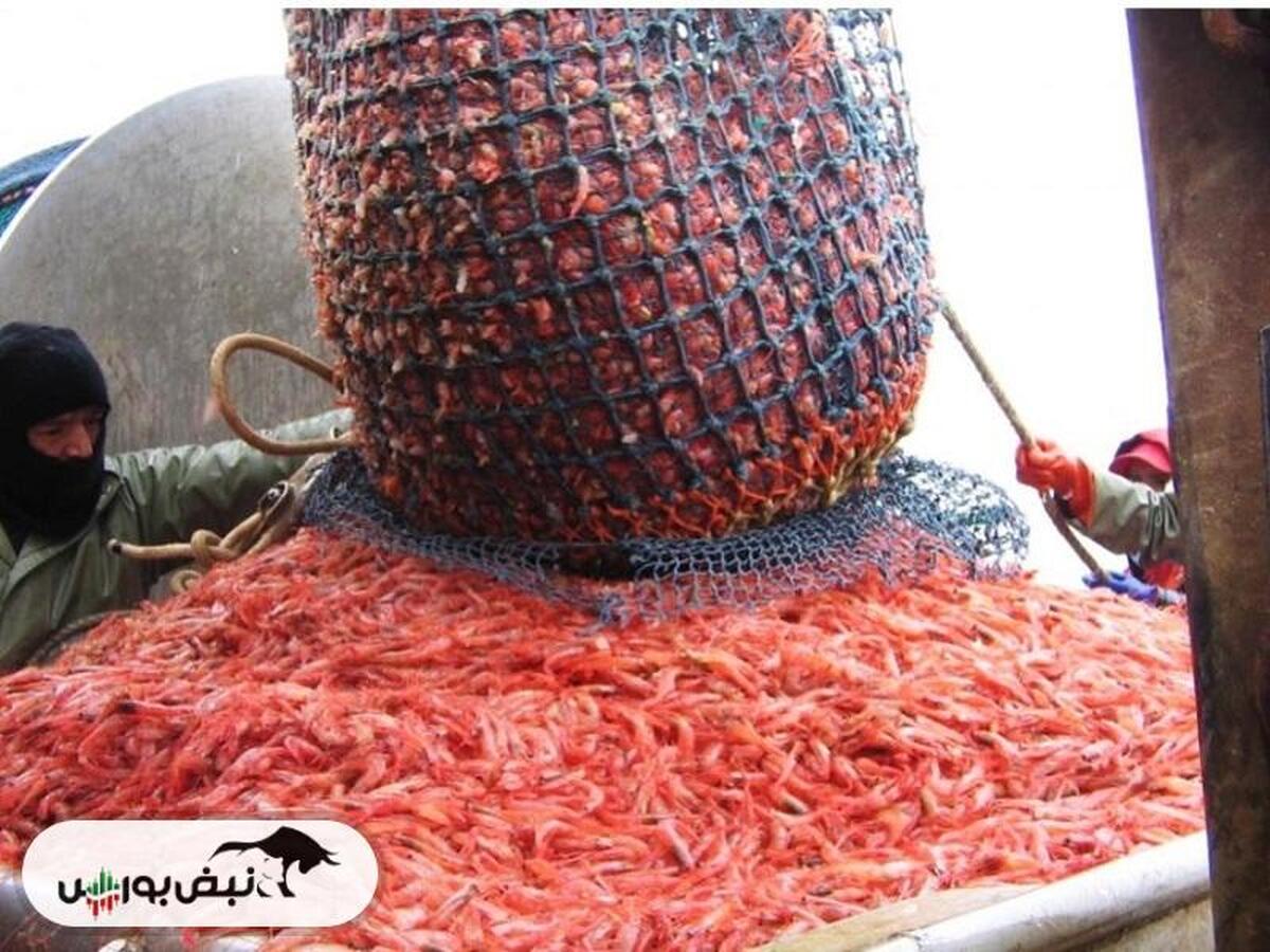 بازار شیلات رونق گرفت/ تولید ۵۰ هزارتن میگوی پرورشی