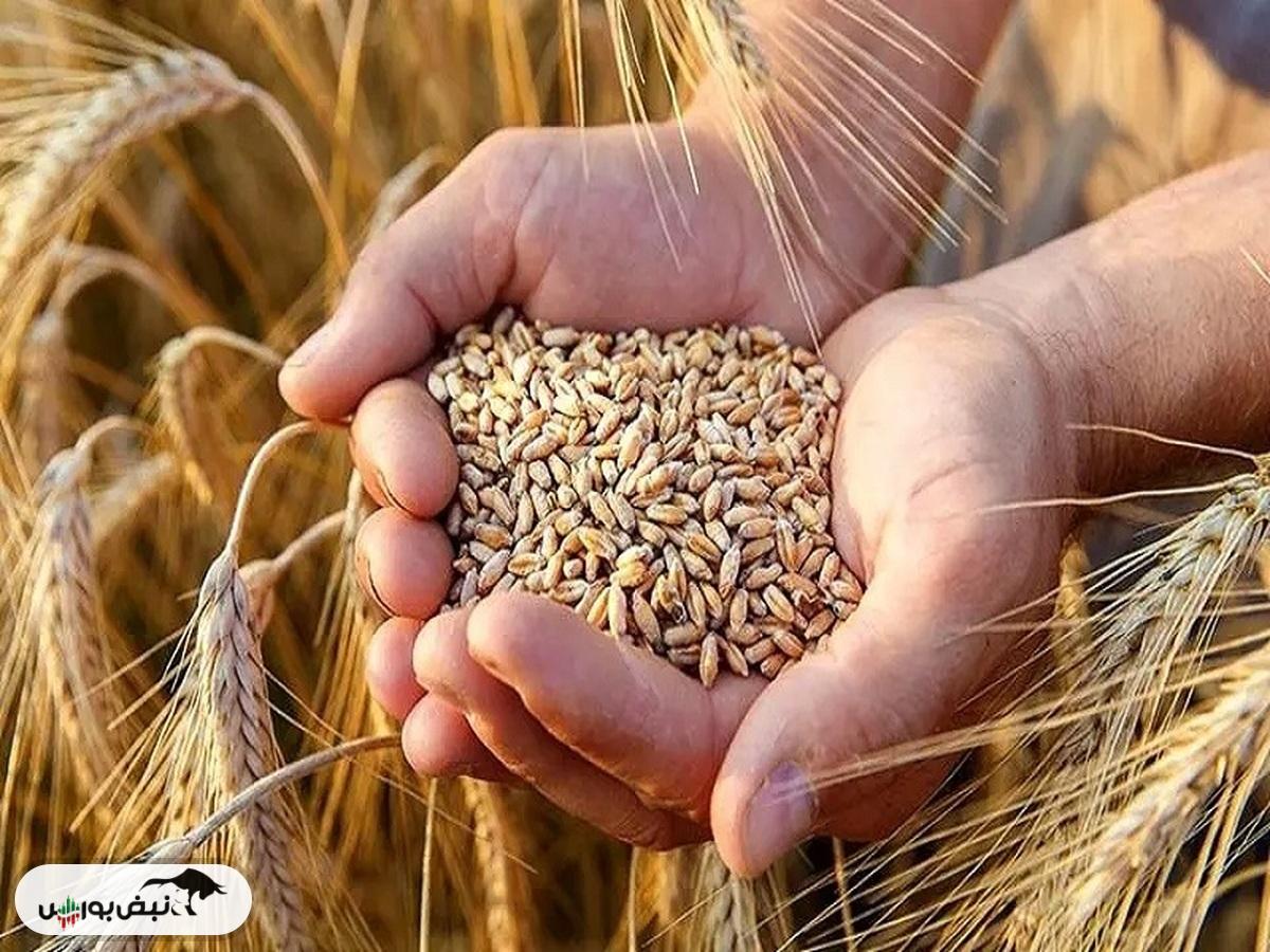 ماجرای قیمت تضمینی گندم به کجا کشید؟