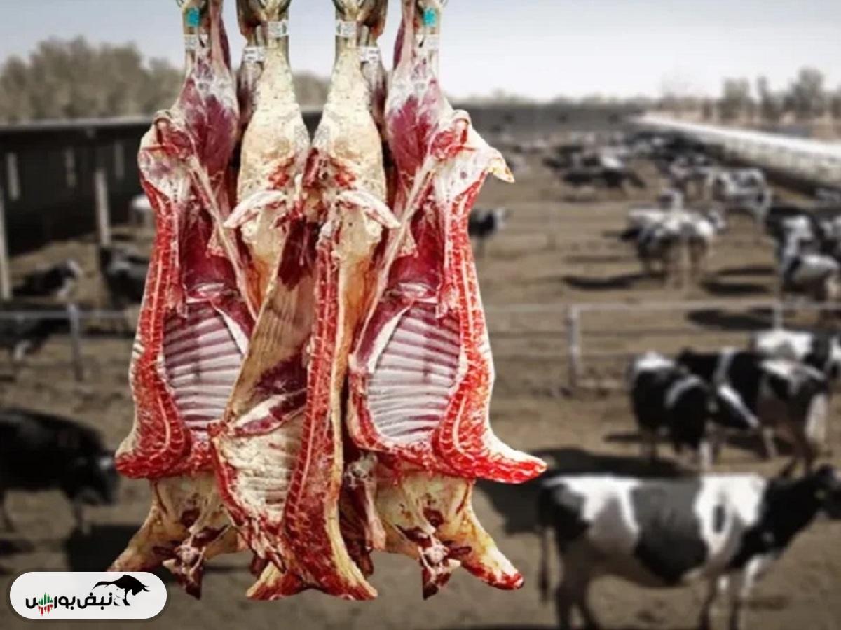 قیمت دام زنده ۱۱ آبان ۱۴۰۴
