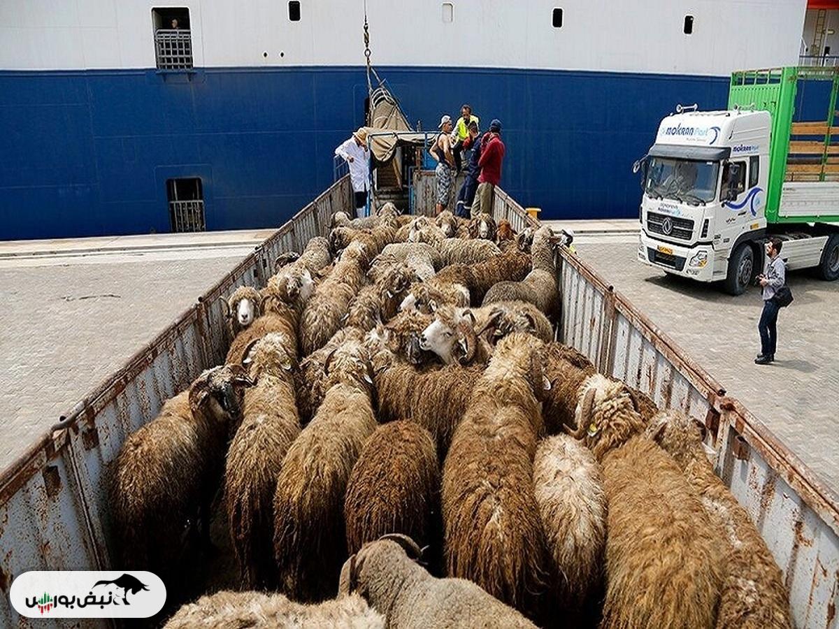 قیمت دام زنده امروز ۱۵ آبان ۱۴۰۴