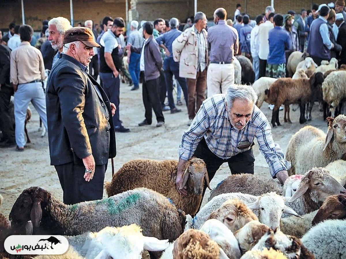 قیمت دام زنده امروز ۲۱ آبان ۱۴۰۴