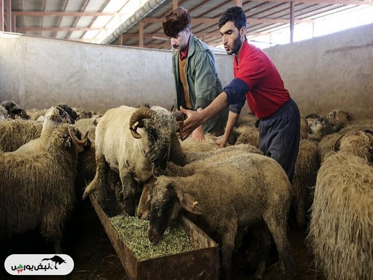 قیمت دام زنده امروز ۲۴ آبان ۱۴۰۴