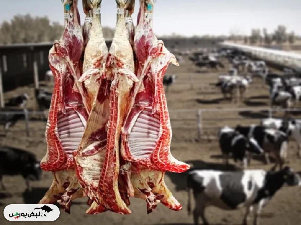 قیمت دام زنده امروز ۲۸ آبان ۱۴۰۴