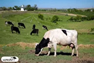 چرا تب برفکی افشا نمی‌شود؟ | سکوت مرموز نمادهای بورسی ادامه دارد!