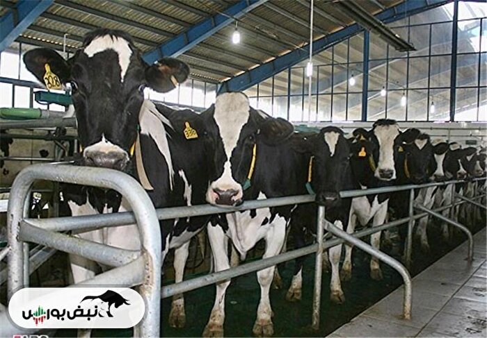 پیگیری‌های نبض‌بورس جواب داد | موج شفاف‌سازی شرکت‌های دامپروری پس از انتشار گزارش تب برفکی