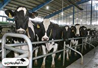 پیگیری‌های نبض‌بورس جواب داد | موج شفاف‌سازی شرکت‌های دامپروری پس از انتشار گزارش تب برفکی