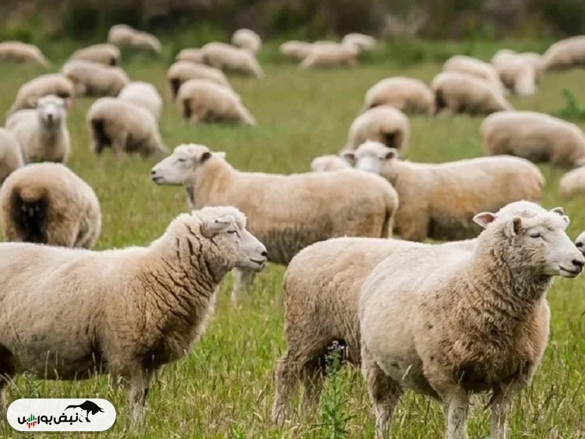 قیمت دام زنده ۷ آبان ۱۴۰۴