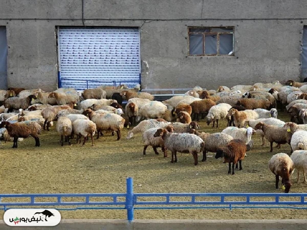 قیمت دام زنده امروز ۸ آبان ۱۴۰۴