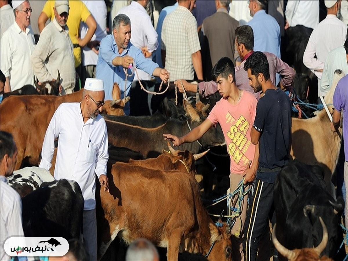 قیمت دام زنده امروز ۱۰ آذر ۱۴۰۴