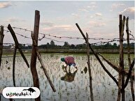 جهش ۶۰ درصدی قیمت تولیدکننده در تابستان ۱۴۰۴: فشار قیمت‌ها در زراعت، باغداری و دامداری سنتی رکورددار شد