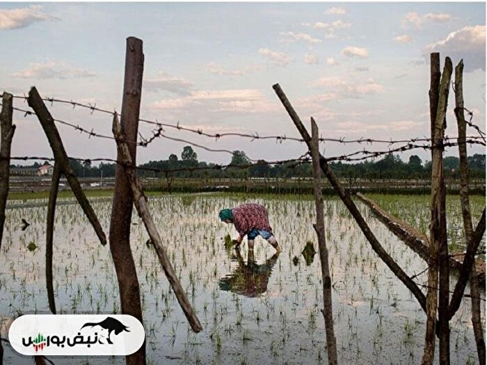 جهش ۶۰ درصدی قیمت تولیدکننده در تابستان ۱۴۰۴: فشار قیمت‌ها در زراعت، باغداری و دامداری سنتی رکورددار شد
