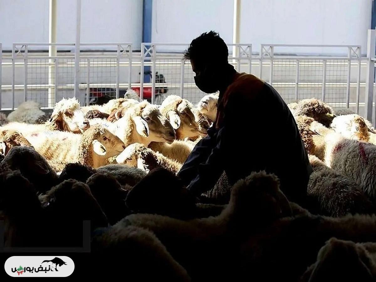 قیمت دام زنده امروز ۱۷ آذر ۱۴۰۴