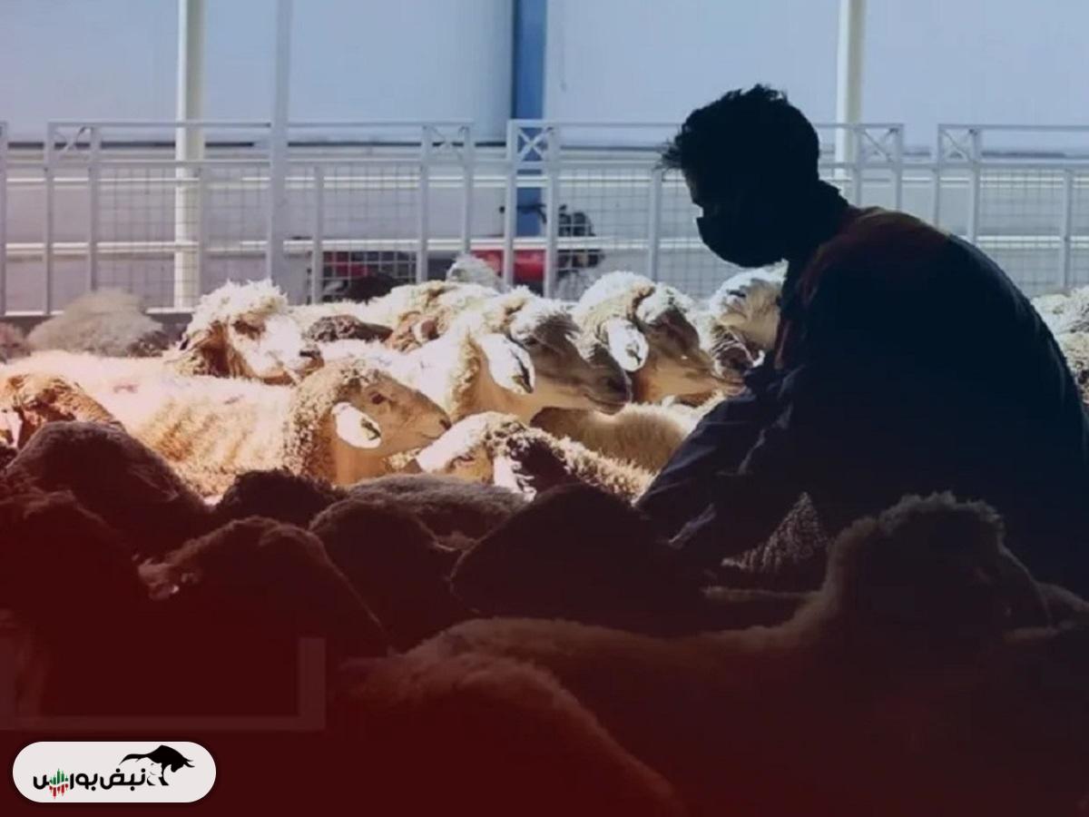 قیمت دام زنده امروز ۲۲ آذر ۱۴۰۴