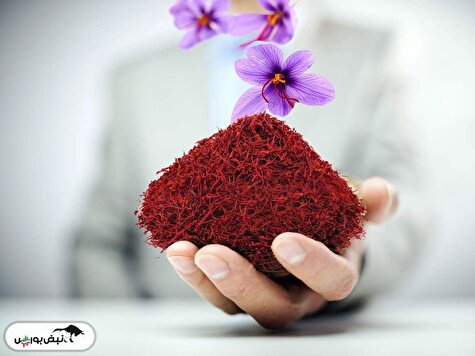 پیش بینی قیمت زعفران در سال جاری | صندوق سحرخیز و نهال بخریم؟