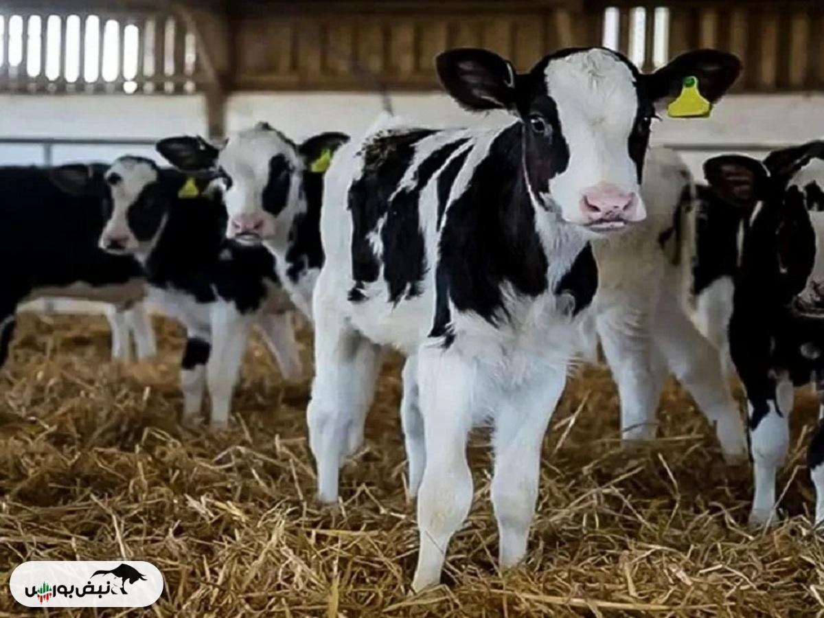 قیمت دام زنده ۴ آذر ۱۴۰۴