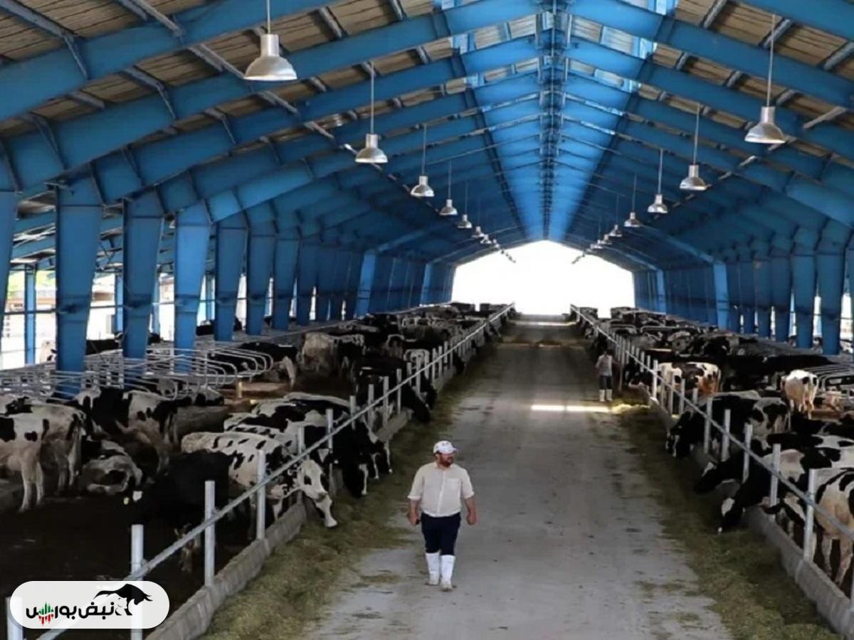 قیمت دام زنده امروز ۵ آذر ۱۴۰۴