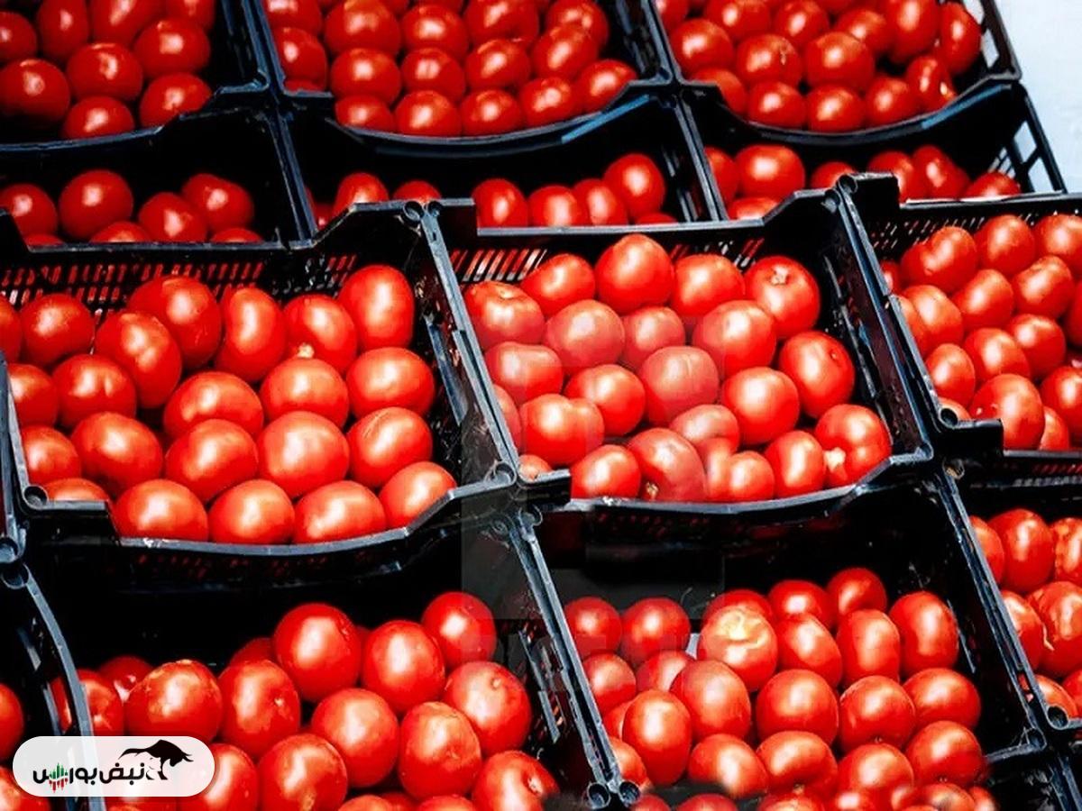 قیمت گوجه فرنگی مردم را شوکه کرد