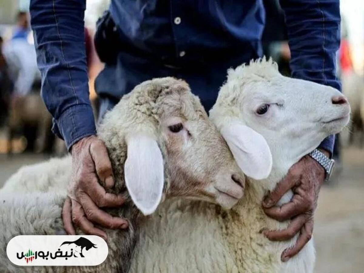 رشد قیمت گوسفند و گوساله تا کجا؟