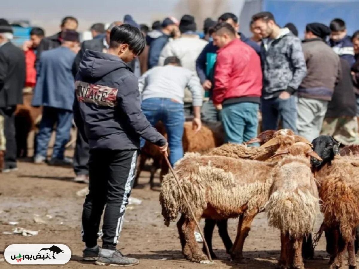 قیمت دام زنده امروز ۸ آذر ۱۴۰۴