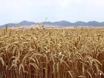 فعلا نصف وجه گندم خریداری‌شده پرداخت می شود