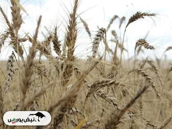 بازارهای غرق در گندم روسیه