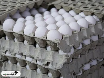 تخم‌مرغ ارزان شد